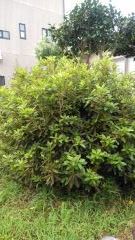 ビフォー (2)_co_com